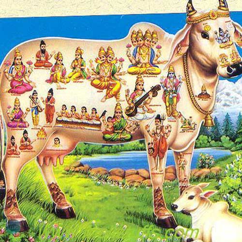 Gopashtami 2017: Date, Muhurat, Importance and Puja Vidhi – Newsfolo
