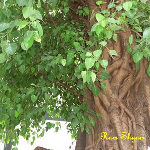 peepal-tree